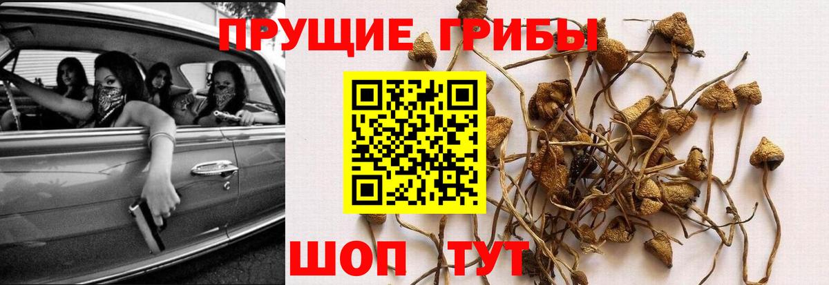 Галлюциногенные грибы Psilocybine cubensis Артём